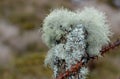 Mosses and lichens Royalty Free Stock Photo