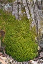 Brilliant Emerald Green Moss on Tree Trunk - Bryophyta Royalty Free Stock Photo