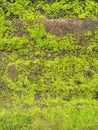 Mosses are small plants that have pseudo stems and grow upright.  This moss is not attached to the substrate abstrak Royalty Free Stock Photo