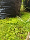 Mosses are small plants that have pseudo stems and grow upright.  This moss Royalty Free Stock Photo
