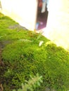 Mosses are small plants that have pseudo stems and grow upright.  This moss is not attached to the substrate Royalty Free Stock Photo