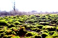 Mosses are small plants. Most land mosses reach only a few centimeters in height