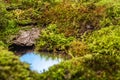 Mosses and a small puddle of water reflecting the sky