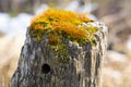Mosses on top of a fencepost in South Windsor, Connecticut Royalty Free Stock Photo