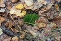 Mosses on a tree in autumn Royalty Free Stock Photo