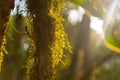Mosses in a tropical forest in Brazil Royalty Free Stock Photo