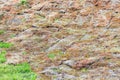 mosses at tundra area in Iceland in september Royalty Free Stock Photo