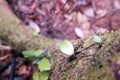 Mosses and vine plant  grow on tree trunk in forest ecosystem Royalty Free Stock Photo