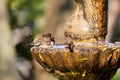 Mossies Afternoon Bird Bath Bathing