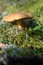 Mossiness mushroom Royalty Free Stock Photo