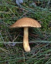 Mossiness mushroom on a background of grass and moss. Mossiness in the wild. Royalty Free Stock Photo