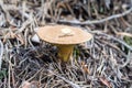 Mossiness mushroom close up Royalty Free Stock Photo