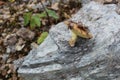 The mossiness mushroom collected in summer lies on a stone. Royalty Free Stock Photo