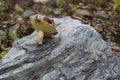 The mossiness mushroom collected in summer lies on a stone. Royalty Free Stock Photo