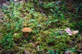 Mossiness mushroom Royalty Free Stock Photo