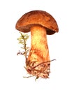 Mossiness mushroom Royalty Free Stock Photo