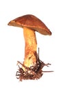 Mossiness mushroom Royalty Free Stock Photo