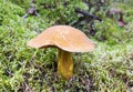 Mossiness mushroom in a moss Royalty Free Stock Photo