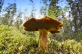 Mossiness mushroom in a moss Royalty Free Stock Photo