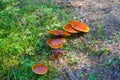 Mossiness mushroom several fungi grow growing in moss and cranbe