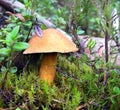 Mossiness mushroom Xerocomus Royalty Free Stock Photo