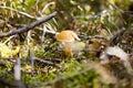 Mossiness mushroom Xerocomus Royalty Free Stock Photo