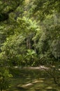 Mossman Gorge Royalty Free Stock Photo