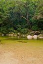 Mossman Gorge rainforest Royalty Free Stock Photo