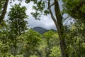 Mossman River and Lookout in rural rainforest at Mossman Gorge National Park Daintree Region Queensland Australia. Royalty Free Stock Photo