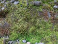 Mossy ancient stone wall texture