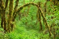 Portal in forest with mossy arch