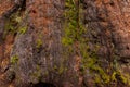 Mossy bark closeup