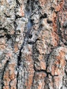 Tree bark old beautiful structural brown gray background nature