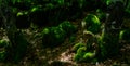 Mossy beach wood, a fairy tale forrest , lozere , france