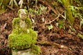 Mossy bodhisattva statue