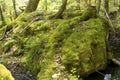 Mossy boulder with trees, Mountain View Lake, Sunapee, New Hampshire.