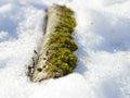 snow is covering a mossy branch in the wintertime