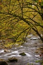 Mossy Branch Overhanging River in Smokies Royalty Free Stock Photo