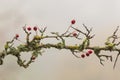 Mossy branch with red small berries on it