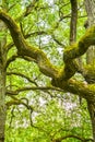 Mossy branches of mighty ancient oak tree, summer forest. Oak bark covered moss Royalty Free Stock Photo