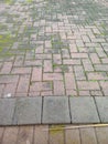 Mossy brick paver walkway texture in herringbone pattern Royalty Free Stock Photo