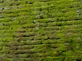 Mossy Brick Wall: Natural Green Texture Background Royalty Free Stock Photo