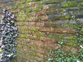 Mossy brick wall with purple weeds Royalty Free Stock Photo