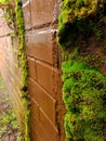 Mossy Brick wall