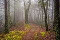 Mossy Carpet Lines Foggy Trail Royalty Free Stock Photo