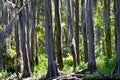 Mossy Cedar Trees