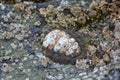 Mossy Chiton in a tide pool.