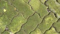 Mossy conblock floors, mossy natural bricks