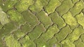 Mossy conblock floors, mossy natural bricksabstract, ancient, architectural, architecture, backdrop, background, beautiful, brick,