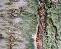 Mossy cracked bark of an old cherry tree. Royalty Free Stock Photo